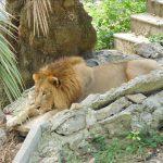 キューバ  ハバナで動物園を見学_Vol.2 【キューバ旅行】