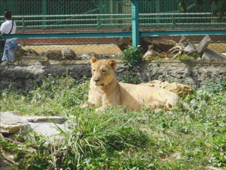 キューバ  ハバナで動物園を見学_Vol.1 【キューバ旅行】