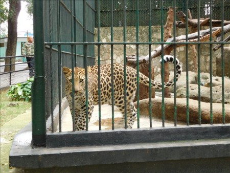 キューバ  ハバナで動物園を見学_Vol.1 【キューバ旅行】