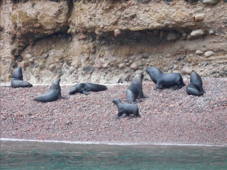 ペルー  リラックスした動物たちに会えるバジェスタス島ツアー