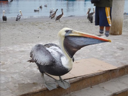 ペルー  リラックスした動物たちに会えるバジェスタス島ツアー