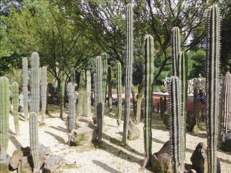 メキシコ  チャプルテペック公園をブラブラと散策 【メキシコシティ】