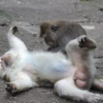 インドネシア  モンキーフォレストで見た子猿たちの写真【バリ島】