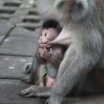 インドネシア  モンキーフォレストにいた愛らしい猿たちの写真 【バリ島】