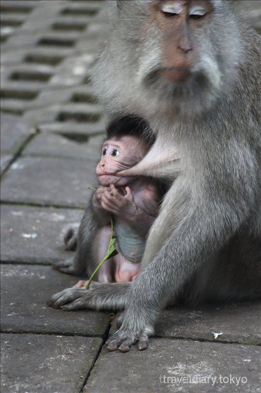 モンキーフォレストで見た子猿たちの写真 バリ島 40代 気ままな 世界旅日記