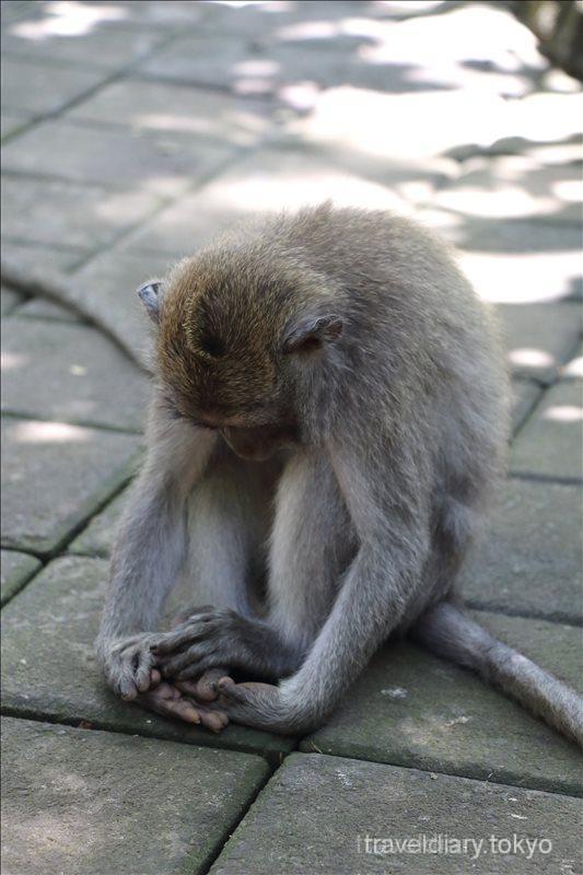 モンキーフォレストで見た猿たちの面白い表情 バリ島 40代 気ままな 世界旅日記