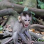 インドネシア  フレンドリーな猿を間近で見れるモンキーフォレスト（後編）【バリ島】