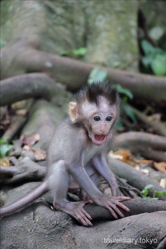 モンキーフォレストで見た猿たちの面白い表情 バリ島 40代 気ままな 世界旅日記
