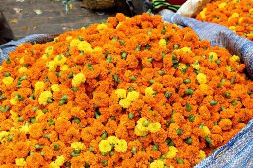 インド  汚い場所で美しい花を売るフラワーマーケット【コルカタ】