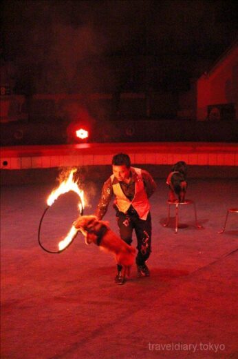 ベトナム  ハノイでサーカス_犬が果敢に火の輪をジャンプ【ベトナム】